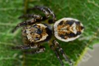 Evarcha falcata