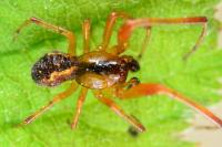 Anelosimus vittatus