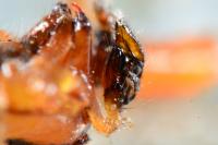 Anelosimus vittatus