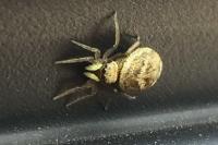 Heliophanus tribulosus