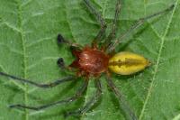 Cheiracanthium punctorium