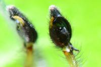 Cheiracanthium punctorium