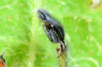 Cheiracanthium punctorium