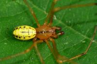 Enoplognatha ovata