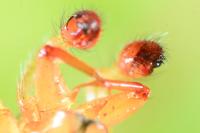 Enoplognatha ovata