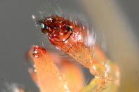 Enoplognatha ovata