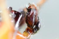 Clubiona brevipes