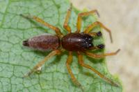 Clubiona brevipes