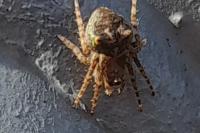 Gibbaranea gibbosa
