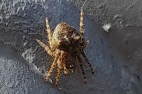 Gibbaranea gibbosa