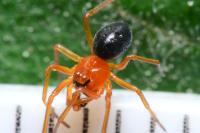 Hypomma bituberculatum