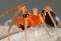 Hypomma bituberculatum