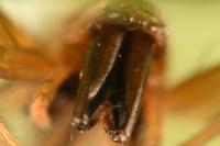 Clubiona pseudoneglecta