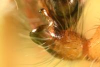 Clubiona pseudoneglecta