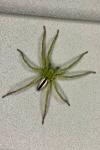 Micrommata ligurina