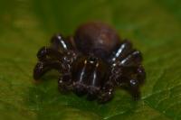 Atypus piceus