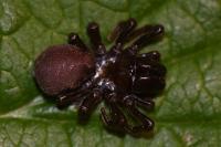 Atypus piceus