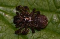 Atypus piceus