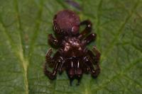 Atypus piceus