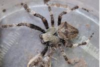 Araneus angulatus