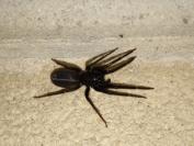 Segestria florentina