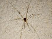 Opilio canestrinii