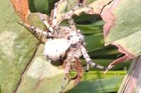 Philodromus margaritatus