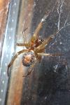 Steatoda nobilis