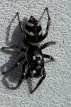 Salticus scenicus