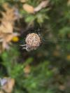 Agalenatea redii