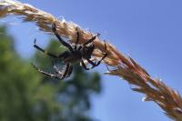 Araneus angulatus