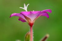 Epilobium hirsutum