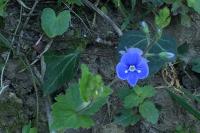 Veronica chamaedrys