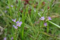 Lythrum hyssopifolia