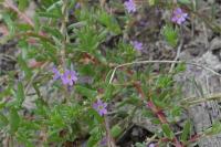 Lythrum hyssopifolia