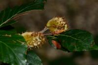 Fagus sylvatica