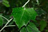 Populus alba
