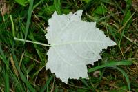 Populus alba