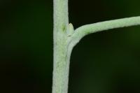 Populus alba