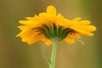 Calendula arvensis