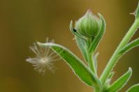 Calendula arvensis