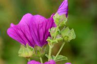 Malva sylvestris