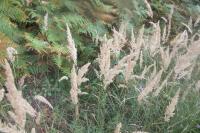 Calamagrostis epigejos