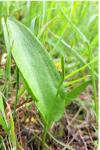 Ophioglossum vulgatum