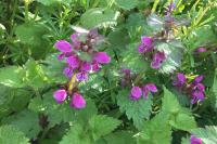 Lamium maculatum