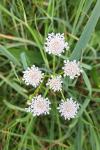 Oenanthe silaifolia