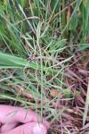 Oenanthe silaifolia