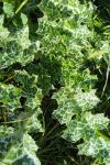 Silybum marianum