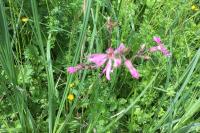 Lychnis flos-cuculi