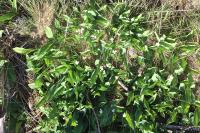 Convallaria majalis